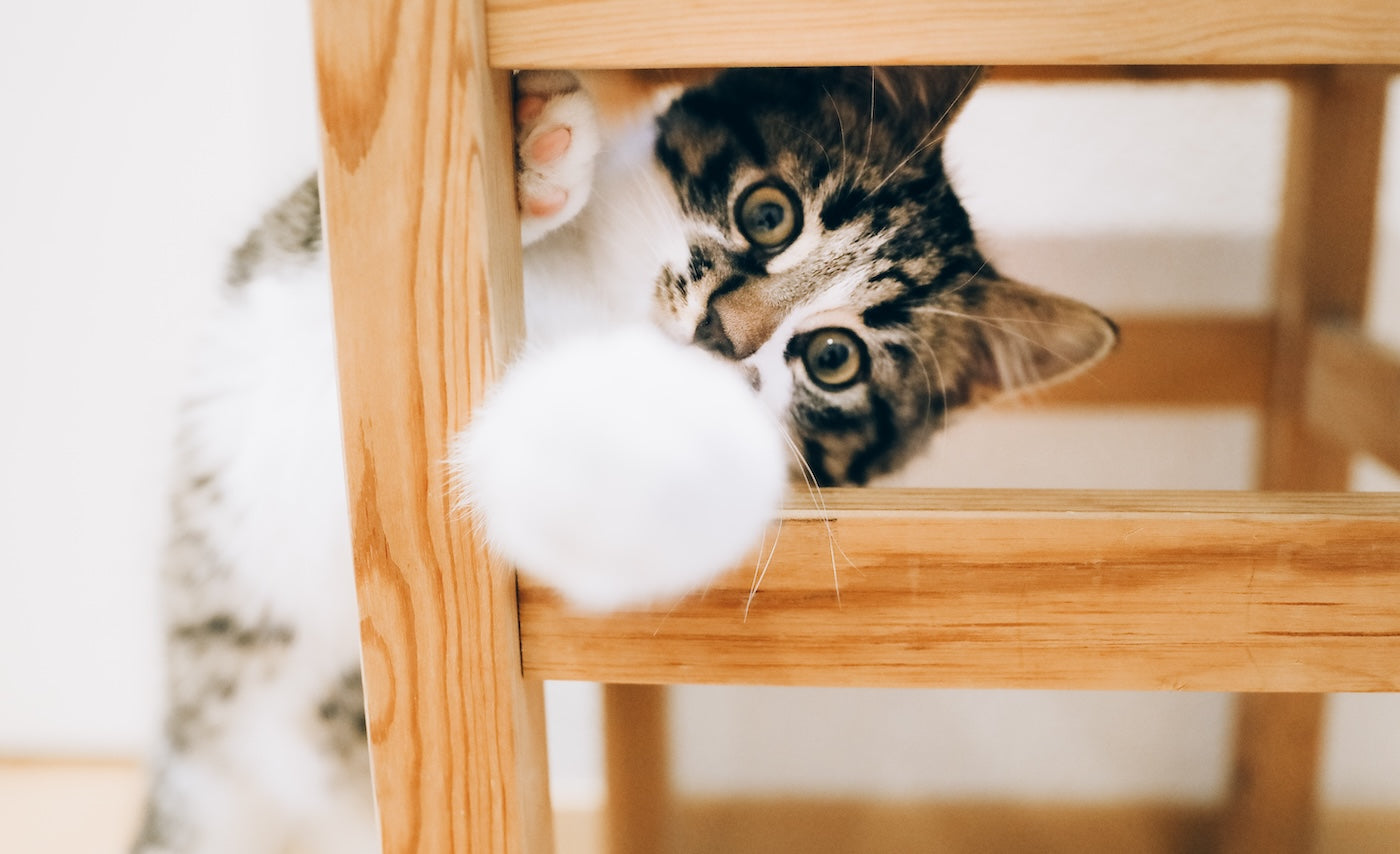 Blog: Why Is My Pet So Flaky? Understanding & Treating Cat and Dog Dandruff. Image of a cat playing under a chair.