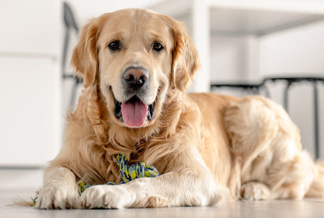 Blog: Golden Retriever Day is February 3rd: Care Tips for This Beloved Breed, by TropiClean. Golden Retriever with Shampoo.