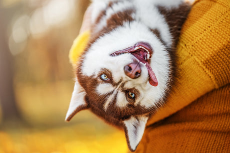 Dog Dental Disease: How to Protect Your Dog’s Teeth and Gums
