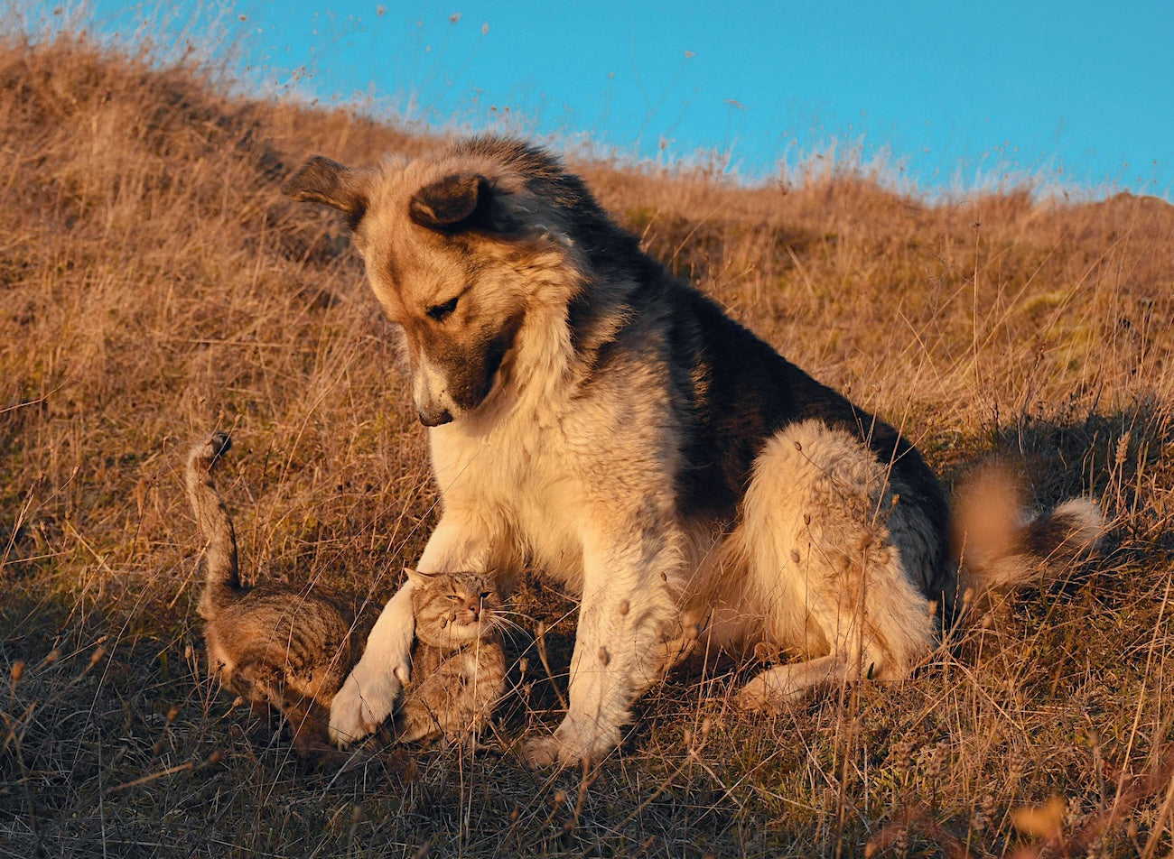 Blog: Flea & Tick Season Survival Guide: Keeping Pets Protected Naturally by TropiClean. Dog and Cat in field.
