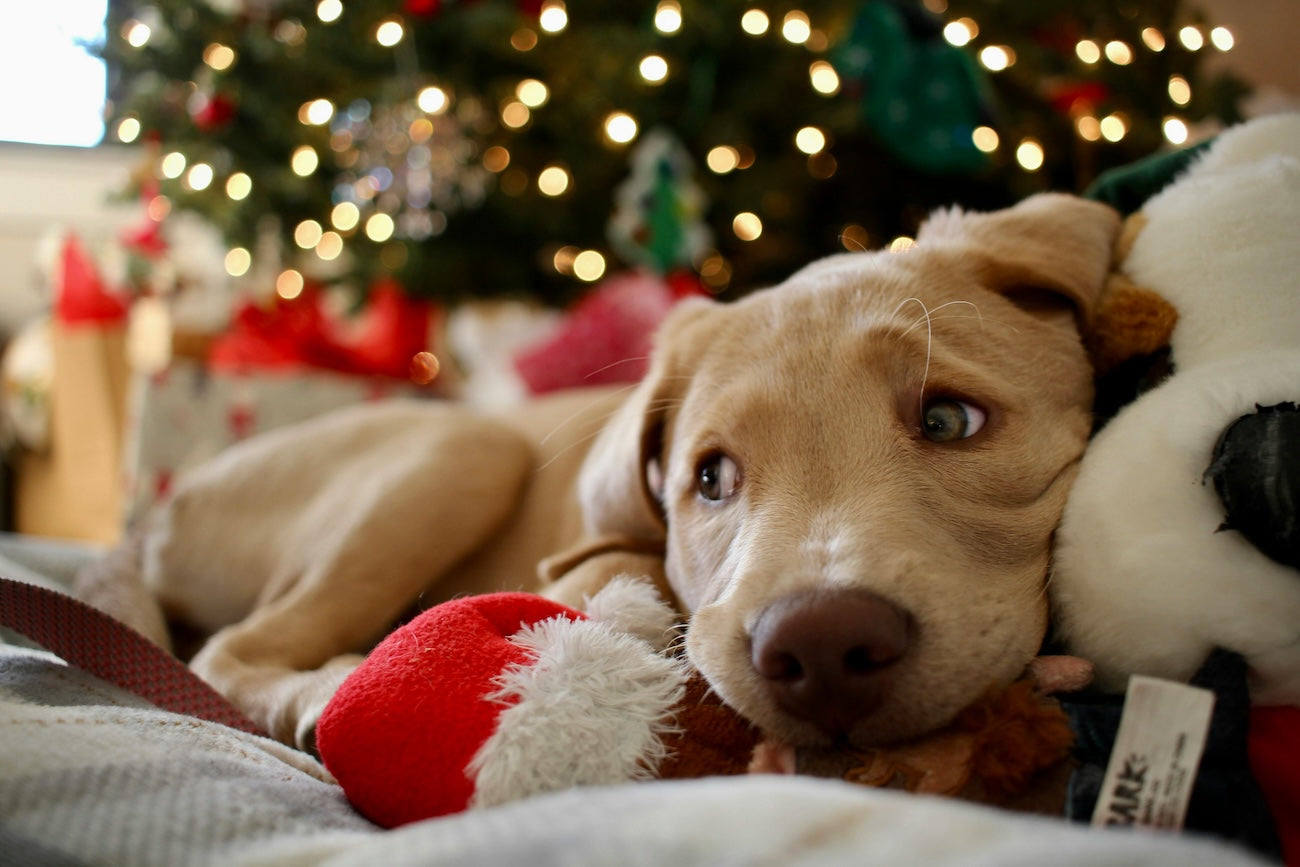 Blog: A Pet for the Holidays: How to Make the Right Choice for Your Family, by TropiClean. Puppy with toy.