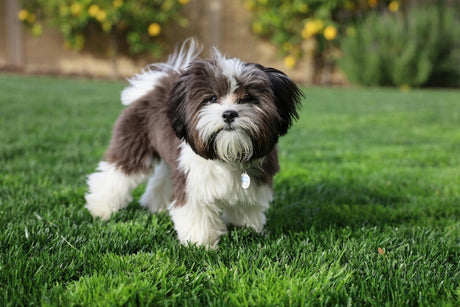Blog: Hypoallergenic Pet Wipes: A Gentle Essential for Sensitive Pets, small dog on grass by TropiClean