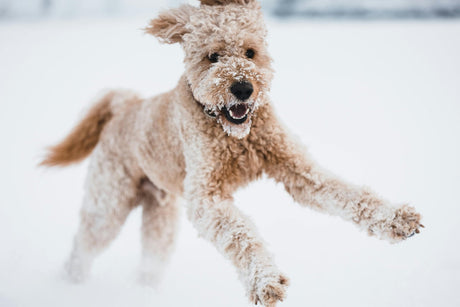 Blog: Top Long-Haired Dog Blog: Grooming Tips: Preventing Mats & Tangles, by TropiClean. Doodle running in snow.
