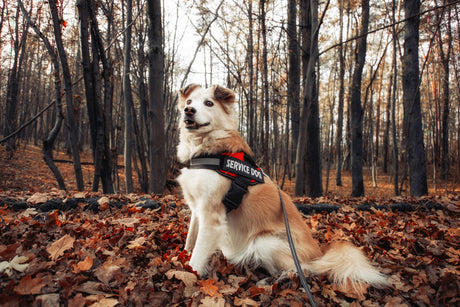 Gentle Grooming for Hardworking Dogs: Why Assistance Dogs Deserve the Best