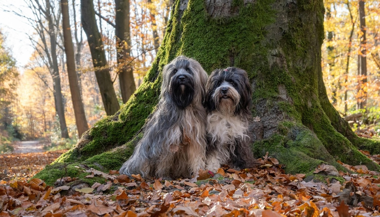 Blog: Best Dog Shampoos—And Which Type Is Best for Your Dog, by TropiClean. Image of two long haired dogs.