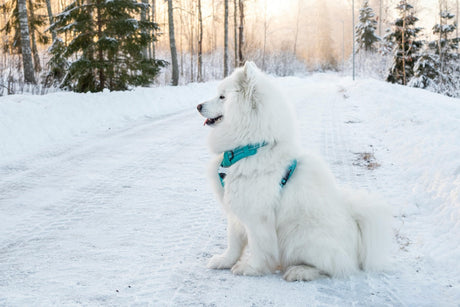 Blog: How to Groom Dogs That Shed: Shampoo, Conditioner & Brushing Tips, by TropiClean. Samoyed dog in snow.
