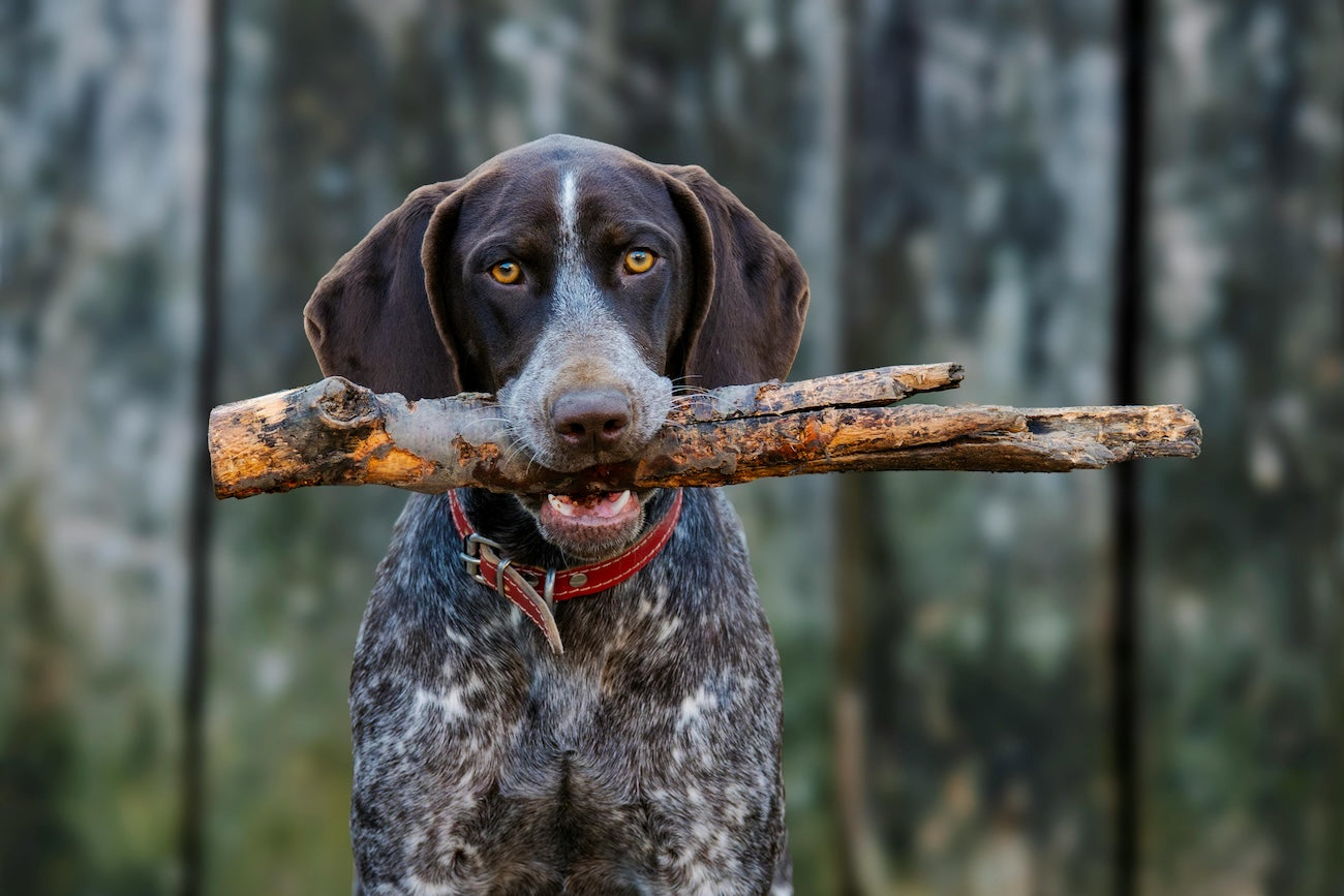Blog: 5 Grooming Mistakes Pet Parents Don’t Realize They’re Making by TropiClean. Dog with stick.