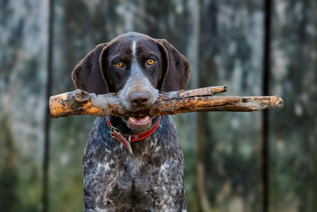 Blog: 5 Grooming Mistakes Pet Parents Don’t Realize They’re Making by TropiClean. Dog with stick.