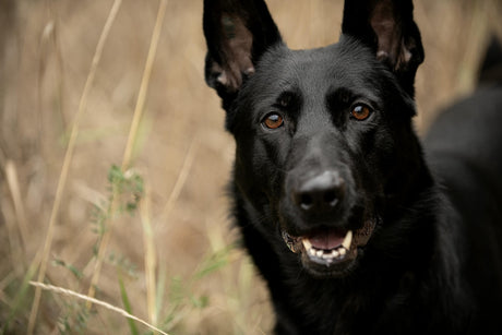 Blog: Celebrating National Black Dog Day: Honoring Our Dark-Coated Companions, black dog