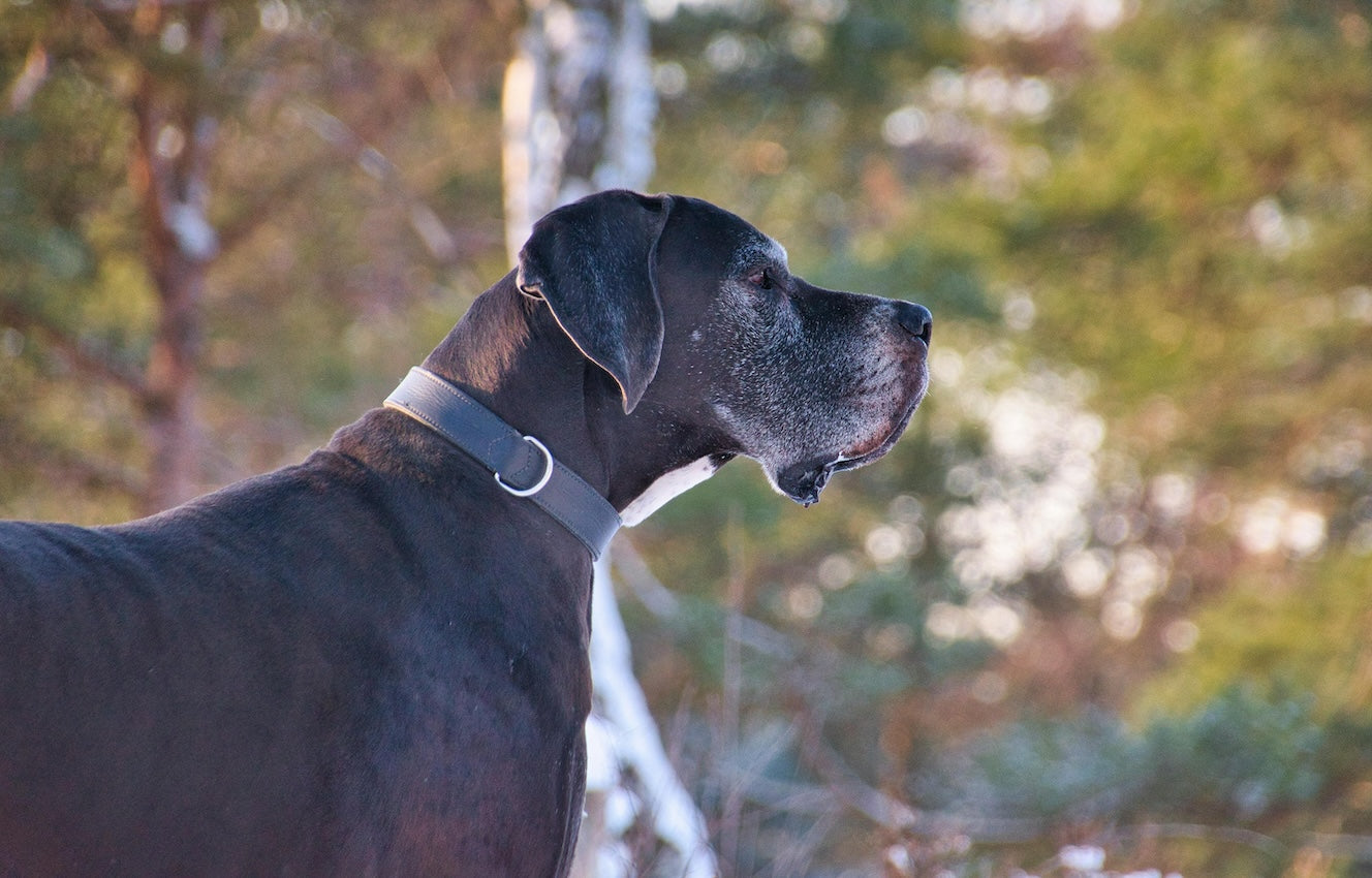 Senior Pet Care Guide: Top Tips for Grooming, Dental Health & Wellness