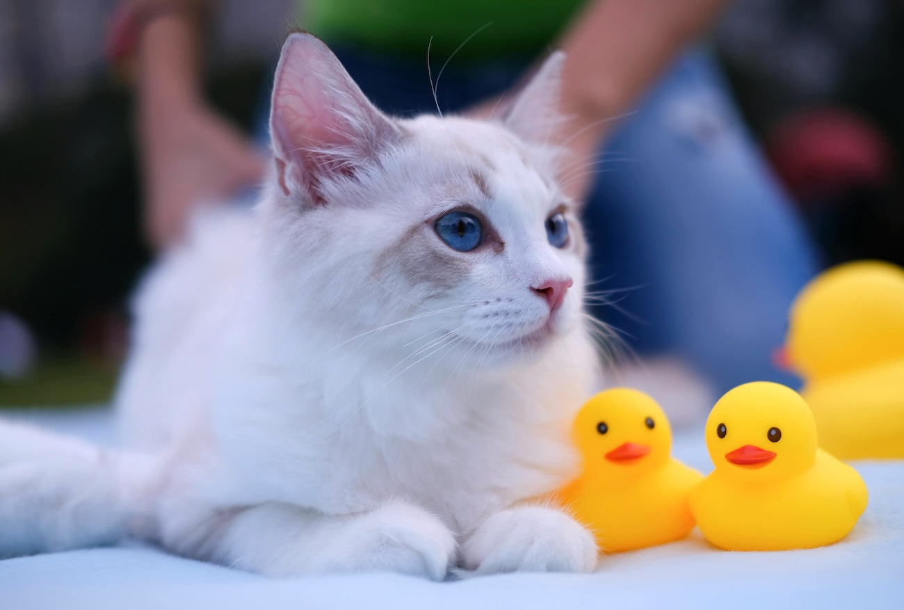 Blog: Waterless Shampoo for Cats, WHO KNEW THIS EXISTED!?, by TropiClean. Cat with duckies