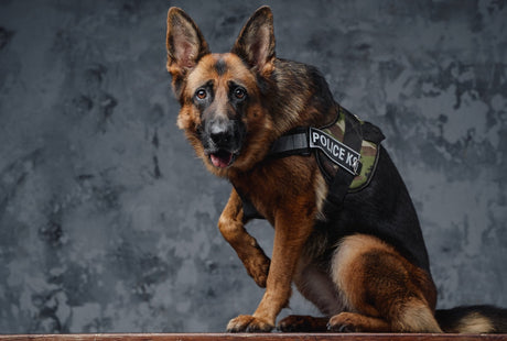 Blog: K-9 Veterans Day: Honoring the Dogs Who Serve Beside Our Heroes, by TropiClean. German Sheppard Police Dog.