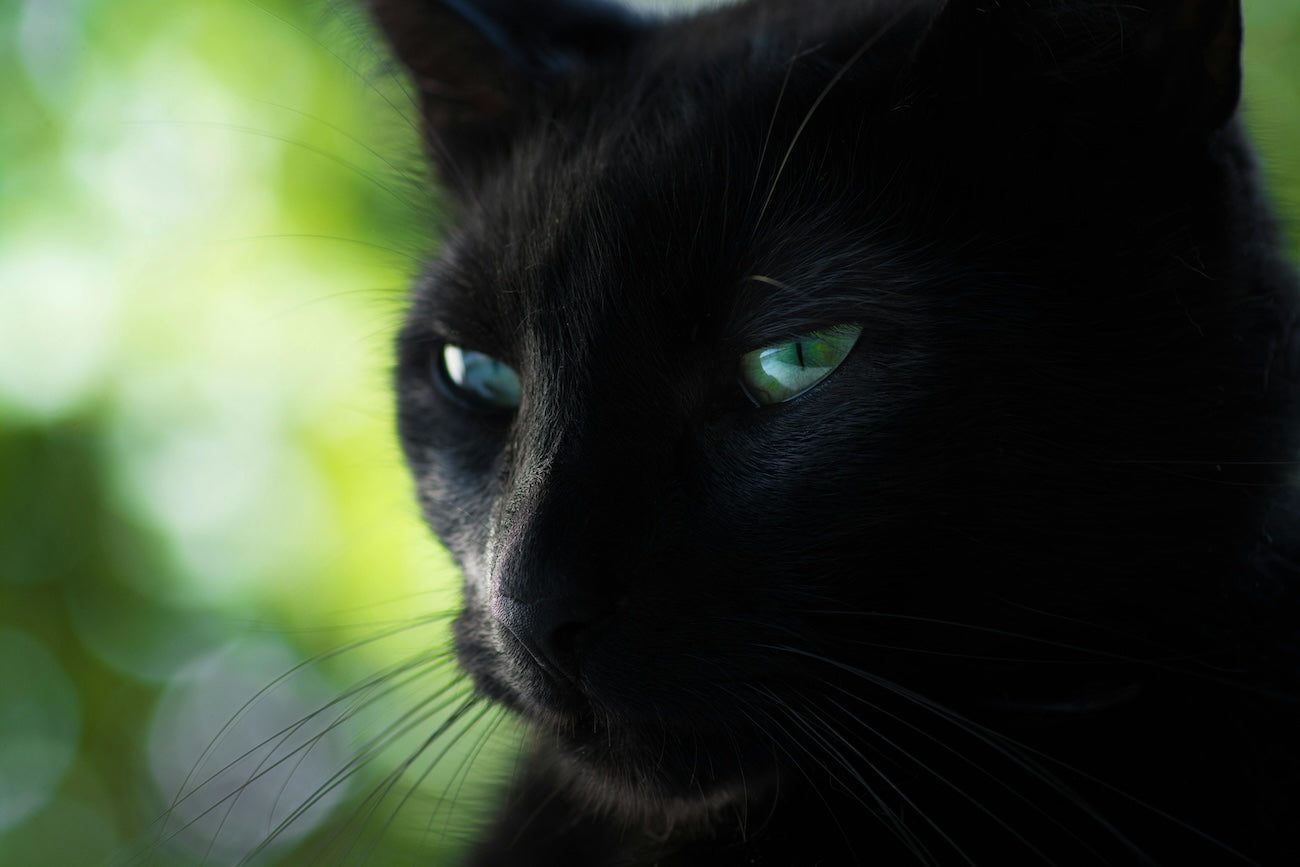 Blog: The Truth About Black Cats: Why They Deserve Love, Not Superstition, by TropiClean. Face of a black cat.