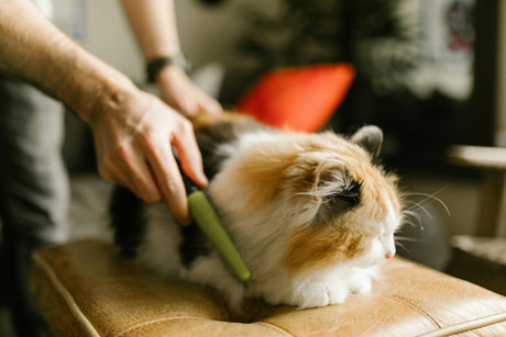 Blog:The Secret to Better Vet Visits? Starting with At-Home Cat Care by TropiClean. Cat being groomed.