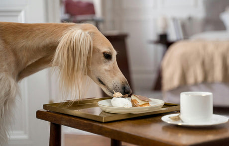 Blog: National Animal Poison Prevention Week: Hidden Household Hazards, by TropiClean. Dog eating from plate on table.