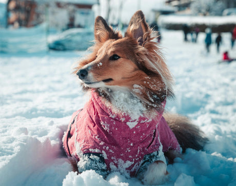 Blog: Paws on the Slopes: Winter Adventures with Your Dog, by TropiClean. Dog in snow.