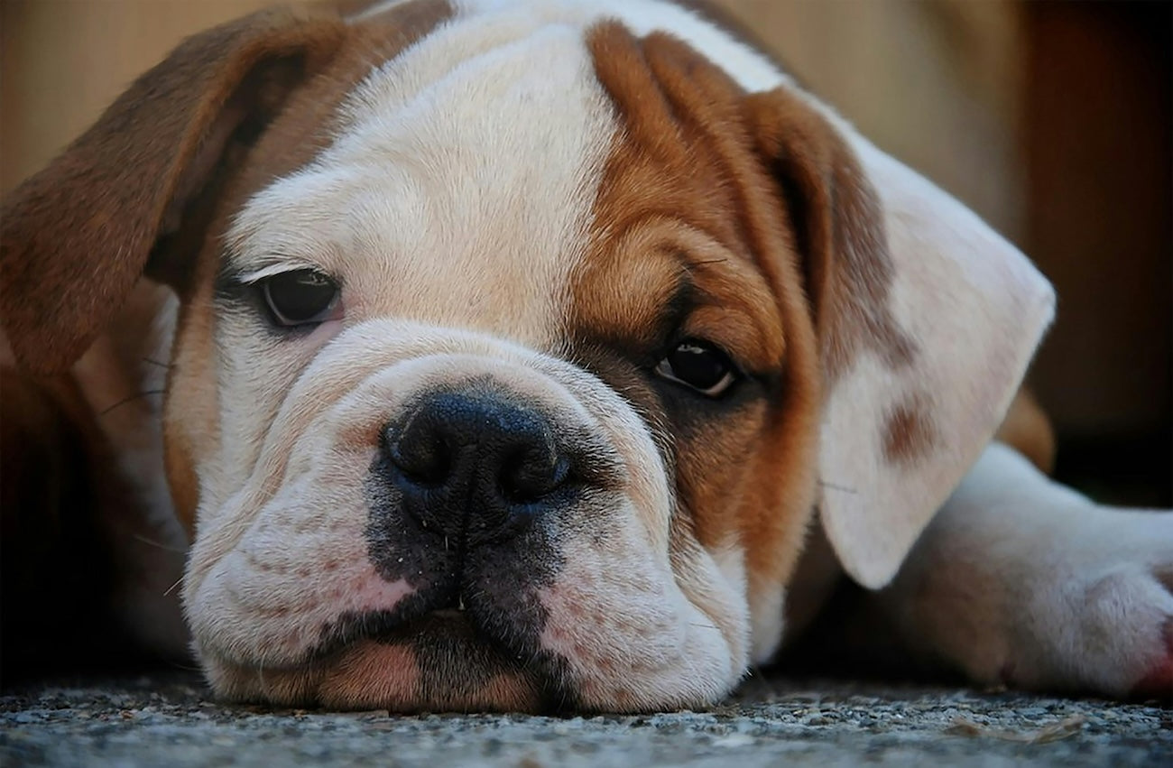 Blog: National Bulldogs Are Beautiful Day: Celebrate Your Wrinkly Companion, by TropiClean. Image of bulldog.