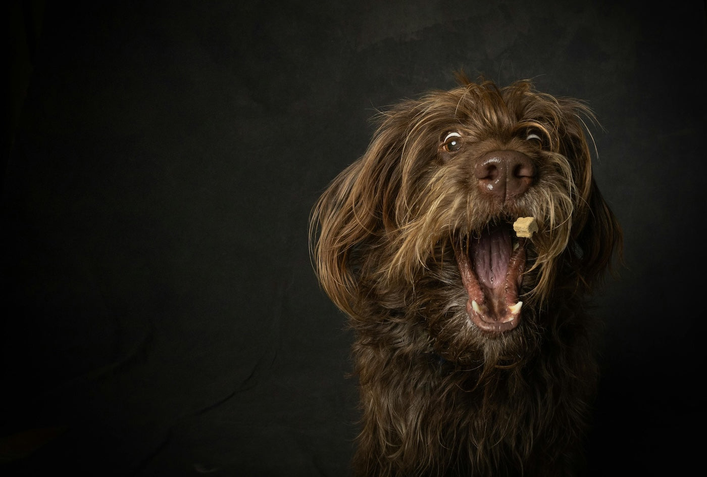 Blog: Beyond the Biscuit: Healthy Ways to Reward Your Dog on National Dog Biscuit Day, by TropiClean. Dog getting treat.