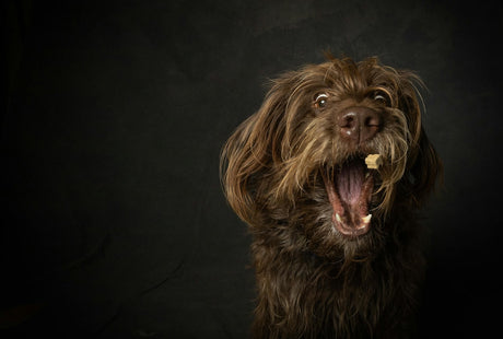 Blog: Beyond the Biscuit: Healthy Ways to Reward Your Dog on National Dog Biscuit Day, by TropiClean. Dog getting treat.