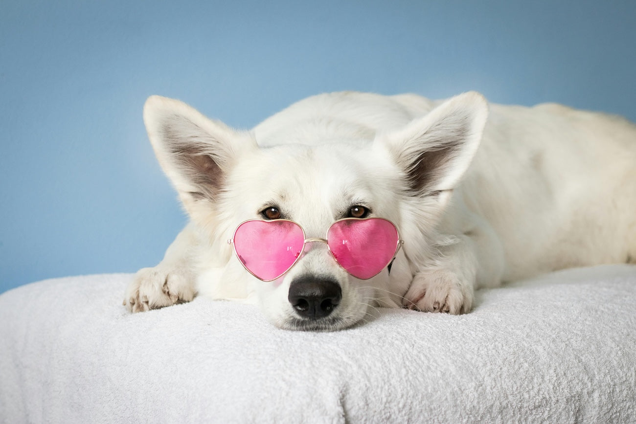 Blog: Top 10 Pet Grooming Tips Every Dog Owner Should Know, by TropiClean. White dog with pink glasses.