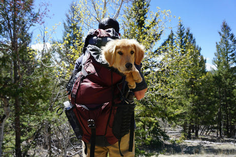 Blog: Fun Last-Minute Activities to Enjoy With Your Dog Before Winter by TropiClean. Dog inside a backpack while man hiking