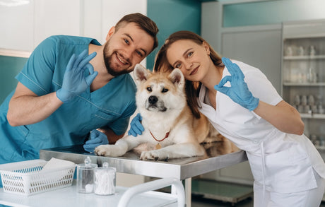 Blog: World Veterinary Day: Honoring the Heroes Who Keep Pets Healthy, by TropiClean. Vets with dog.