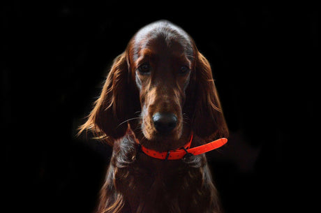 Two Benefits, One Bowl: Dental Health and Joint Support for Pets