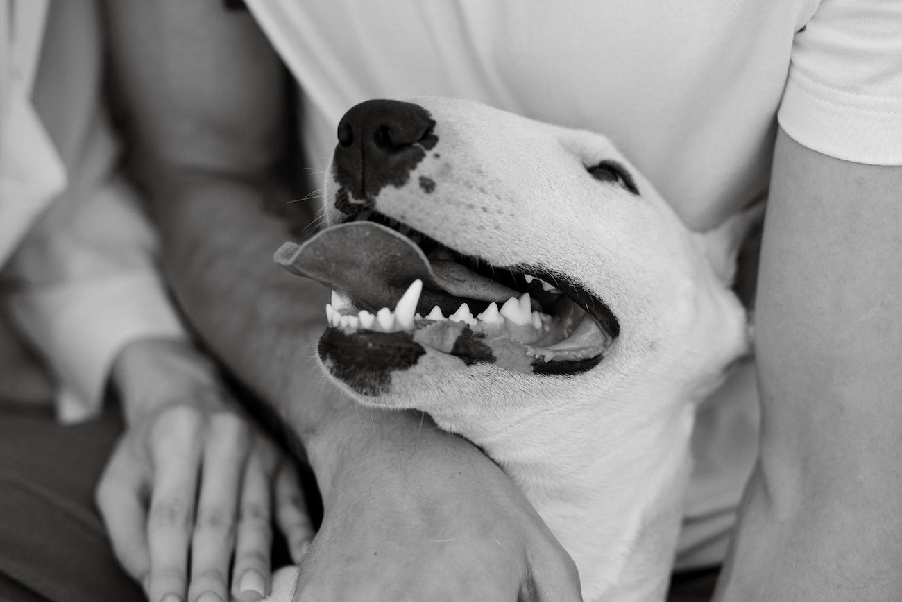 Blog: Fresh Breath Made Simple: An Easy Way to Care for Your Pet’s Smile, by TropiClean. Image of dog showing teeth.