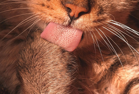 Blog: Cat Hairballs 101: What They Are, Why They Happen, and How Grooming Helps, by TropiClean. Close up of cat grooming.