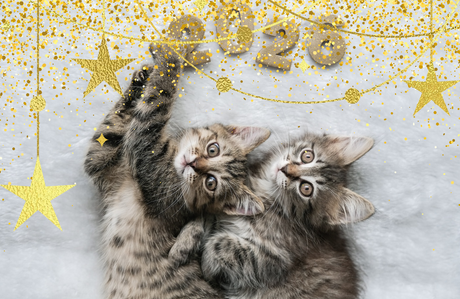Blog: Help Your Pet Welcome 2026 Calm, Clean, and Chaos-Free, by TropiClean. Kittens playing with numbers 2026.
