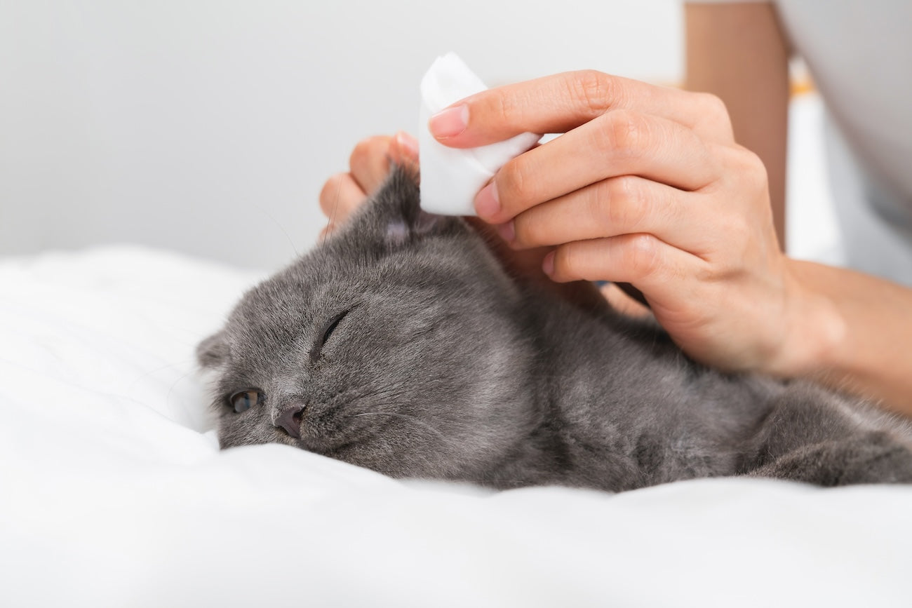 Blog: How to Clean Your Cat’s Ears Safely: Gentle Tips for Healthy Felines, by TropiClean. Image of gray cat being groomed.