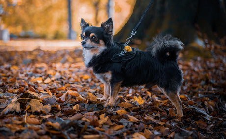 Blog: Tiny but Mighty: Chihuahua Care and Grooming Tips by TropiClean. Image of long haired Chihuahua.