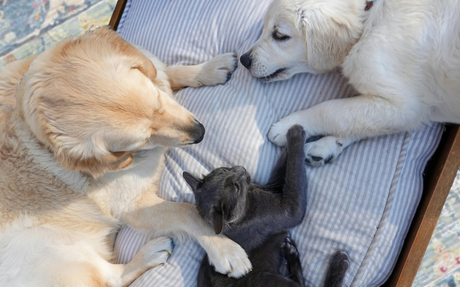 Pet Ear Care Guide: How to Clean Dogs’ and Cats’ Ears Safely
