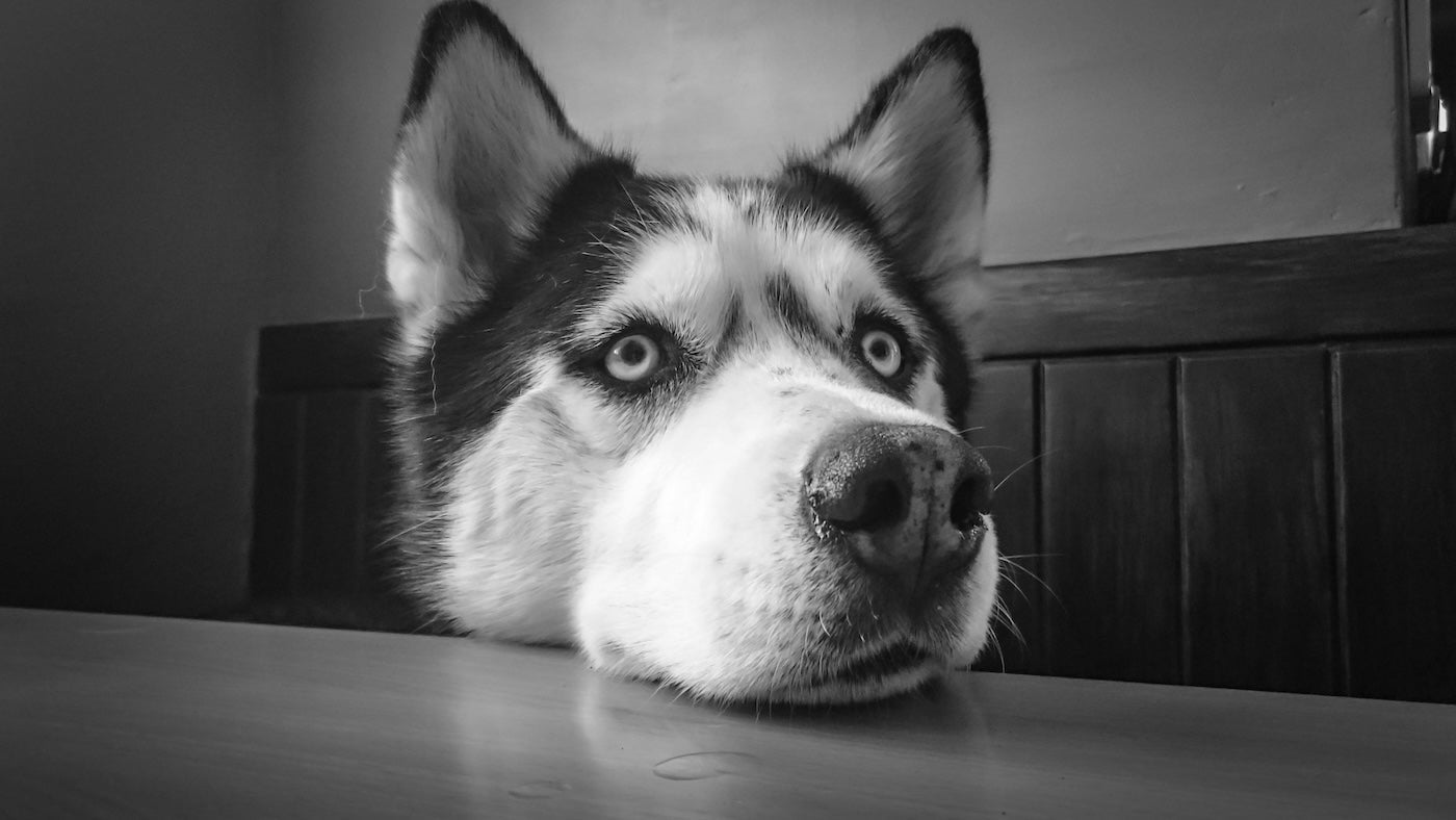 Blog: April Fool’s: 10 Ways Your Dog Has You Completely... Trained, by TropiClean. Husky with head on table.
