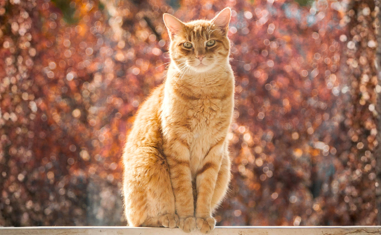 Blog: Outdoor Cat Safety in March: Mating Season, Wildlife & Wandering Risks, by TropiClean. Image of a Tabby Cat.