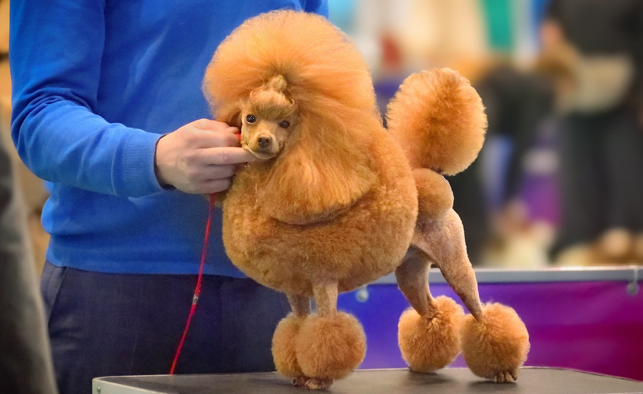 Blog: Westminster Dog Show 2026: Preparing Your Pup Like a Champion, by TropiClean. Dog posing at show.