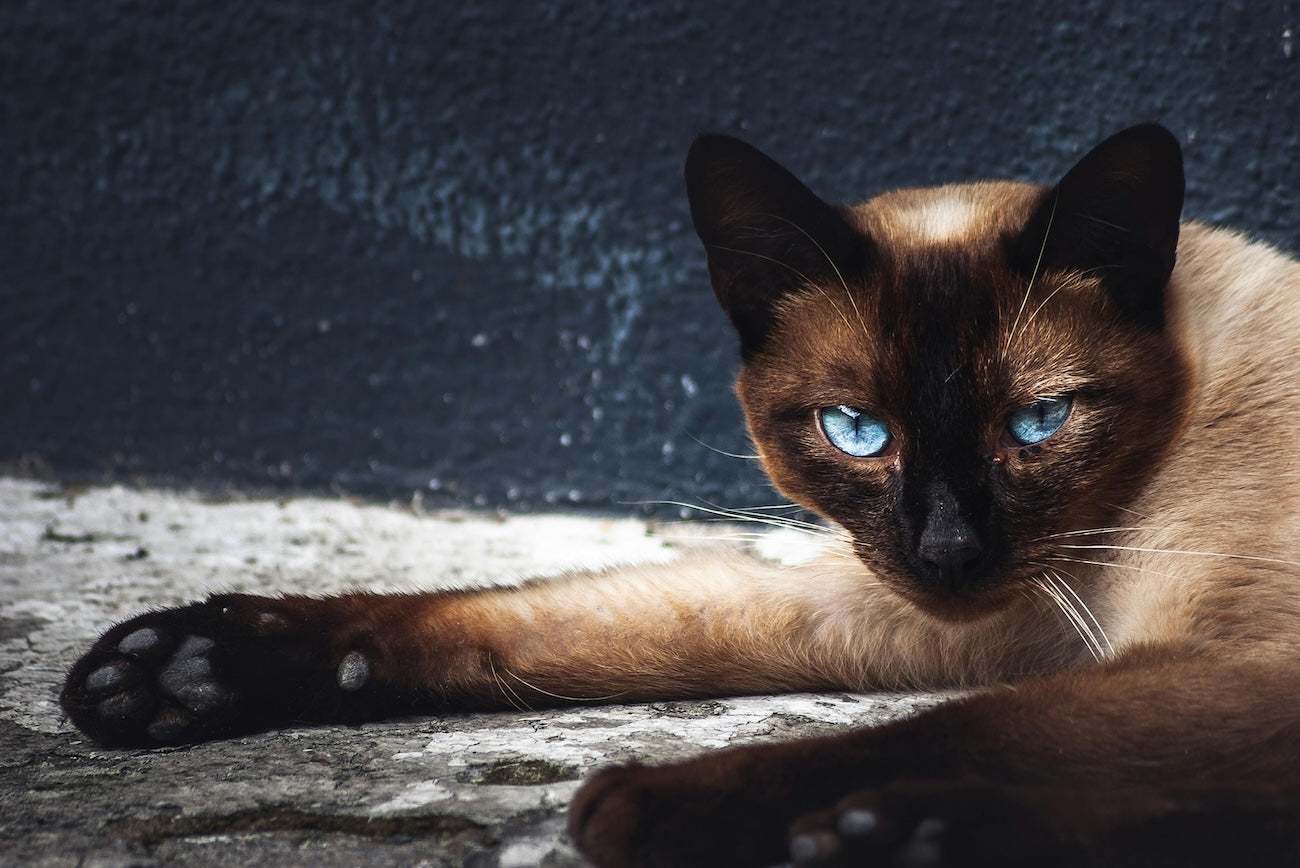 Blog: Celebrating Siamese Cat Day: Beauty, Personality & Care, by TropiClean. Image of a Siamese cat.
