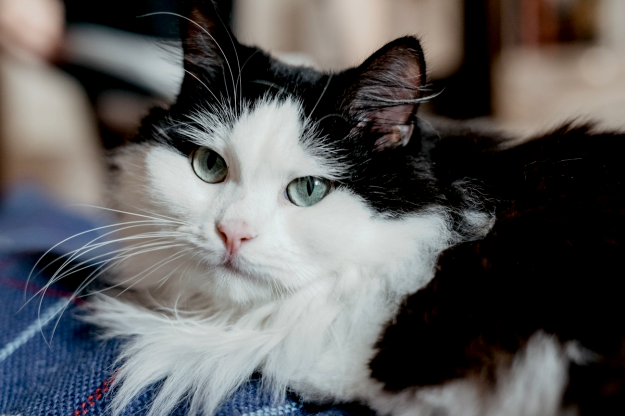 Blog: Happy Birthday to Sylvester the Cat: Grooming Tips for The Tuxedo Cat, by TropiClean. Black and White Cat.