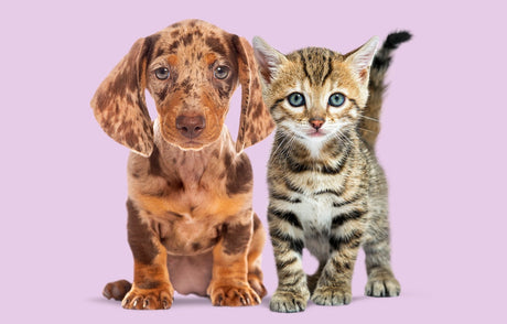 Blog: Tiny Paws, Big Needs: Essential Care for Puppies and Kittens, by TropiClean. Image of puppy and kitten.