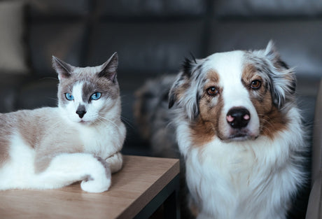 Blog: Why 2-In-1 Pet Shampoo & Conditioner Is the Game-Changer In Your Grooming Routine, by TropiClean. Dog and Cat.