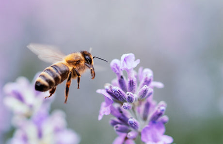 Blog: Protecting Pollinators & Pets: A National Bee Day Guide, by TropiClean. Bee with lavender.
