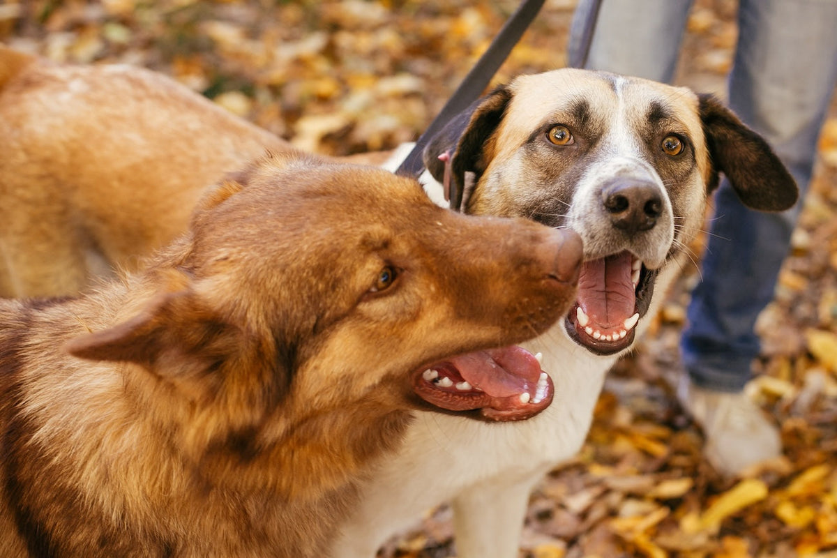 Two Mutts Every Dog Is One of a Kind: Celebrating National Mutt Day | TropiClean