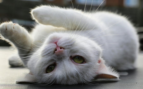 Blog: International Rescue Cat Day: Why Adoption Changes Everything, by TropiClean. Cat upside down..
