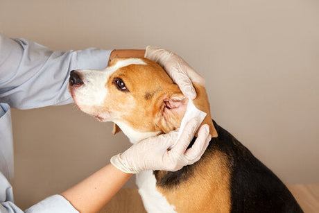 Dog Ear Cleaning 101: How to Prevent Infections and Keep Ears Healthy