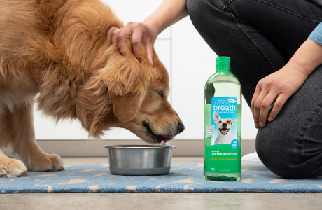 Veterinarian‑Approved Guide to Flavorless Dog Dental Water Additives