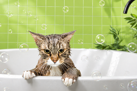 A wet cat sitting in a bathtub with bubbles, green tile, and bathroom plants during a pet grooming bath.