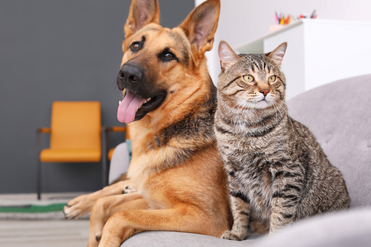 A German Shepherd and tabby cat sitting together on a couch in a bright home setting.