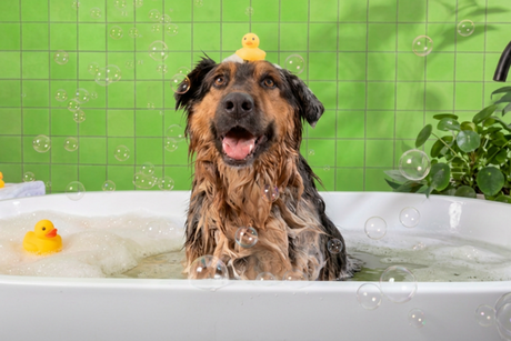 Organic Dog Shampoo vs Natural: What's the Difference?