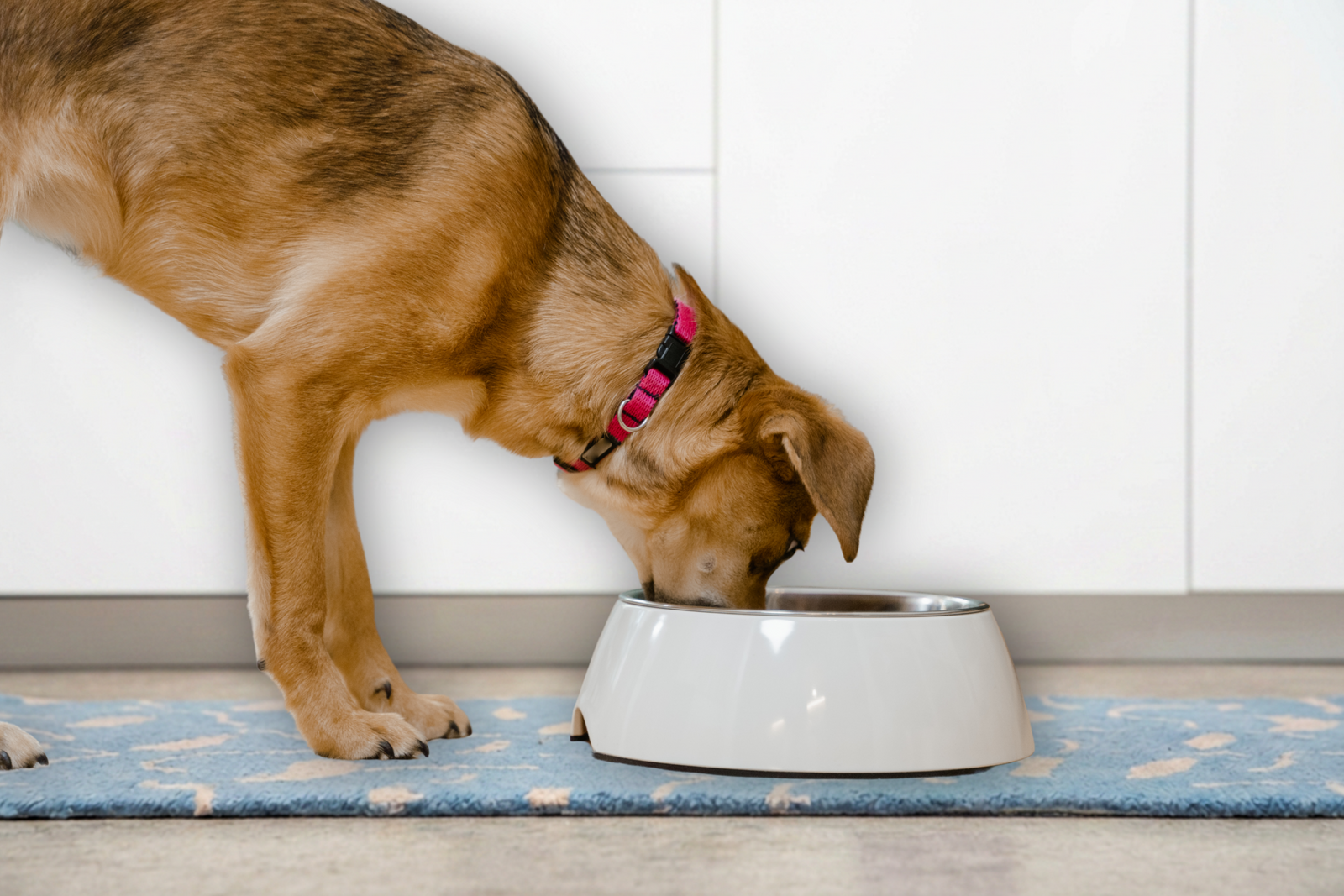 A dog drinking from a white water bowl on a blue mat in a clean home setting.