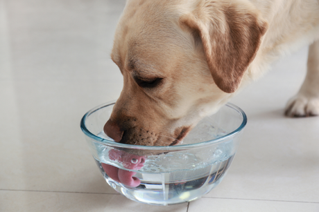 A yellow Labrador Retriever drinking water from a clear glass bowl, illustrating how dogs drink water as part of their daily routine.
